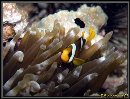 Anemonefish I took this pic Jana Island with Olympus C808... by Mohammed Al Hamood 