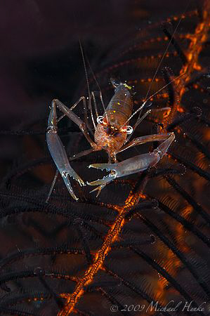 Shrimp (Palaemonella pottsi) on a feather star. Nikon D30... by Michael Henke 