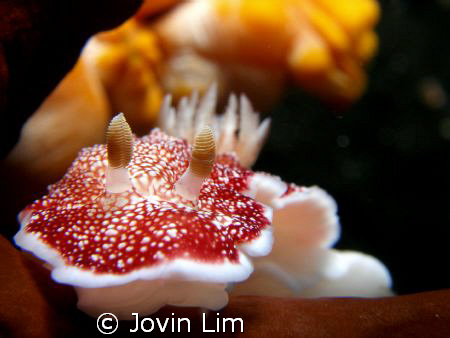Red & white dorid nudibranch (chromodoris reticulata) tak... by Jovin Lim 