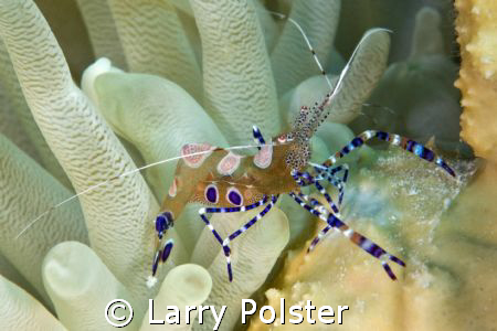 Saddle anaemome shrimp, D300, 105VR, Bonaire by Larry Polster 