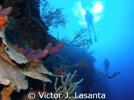 diving the wall at efra wall in  parguera area, PUERTO RICO by Victor J. Lasanta 