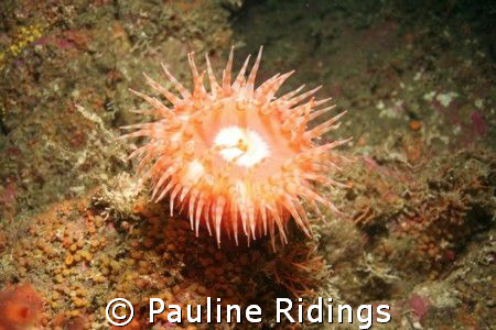 Swimming Anemone (Stomphia didemon) in 112 feet of water ... by Pauline Ridings 