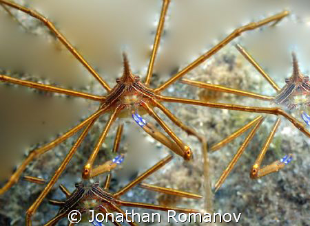 Funny Arrow Crabs
Shot with Canon 20d with 50mm macro le... by Jonathan Romanov 