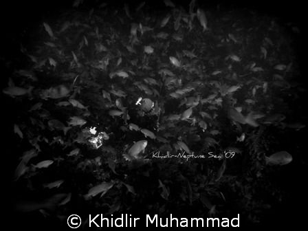 looking for Sea leafy dragon? by Khidlir Muhammad 