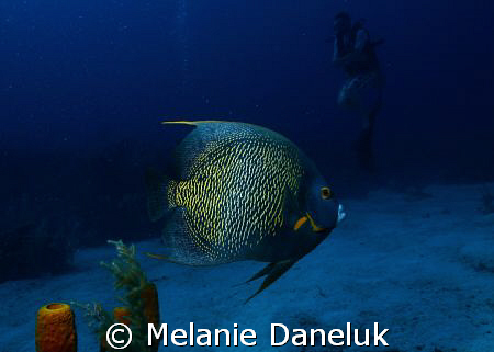 French Angelfish with diver by Melanie Daneluk 