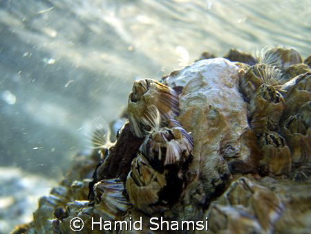 Persian Gulf Life by Hamid Shamsi 