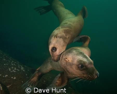 A couple juvenile sea lions come in for a close look.  Ho... by Dave Hunt 