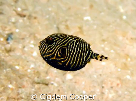 Baby starry puffer fish. Baby was soooo little and sweet,... by Cigdem Cooper 