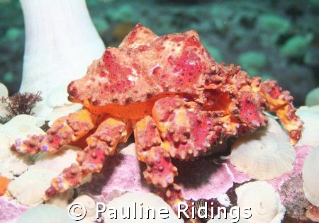 A Puget Sound King Crab (Lopholithodes mandtii). This pic... by Pauline Ridings 