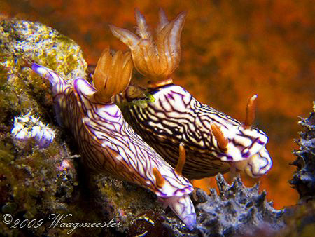 "Nudibranch Race", that the fastest may win ;-) (Hypselod... by Marco Waagmeester 