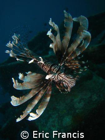 lionfish under seaventures borneo, canon 960is ikelite ho... by Eric Francis 