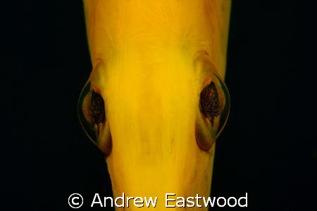 Close up of a very inquisitive Painted Flutemouth (trumpe... by Andrew Eastwood 