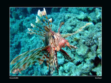 Common lionfish (evolving). This guy got right in my face... by Sean Cooper 
