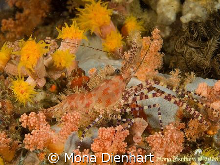 Marbeled shrimp on a night dive in Pulisan by Mona Dienhart 