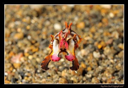 Juvenile Flamboyant Cuttlefish. This guy was about 1in lo... by Kay Burn Lim 