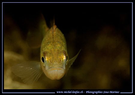 Face to Face with this beautiful Perch... :O)... by Michel Lonfat 