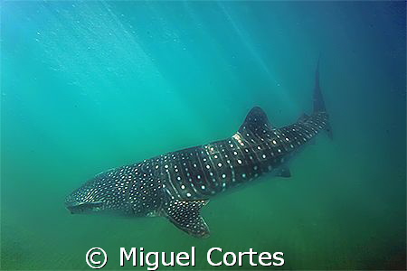 Whale shark. by Miguel Cortes 