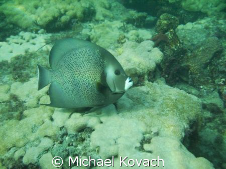 Angelfish on the Inside Reef at Lauderdale by the Sea by Michael Kovach 