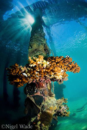 A pillar under the boat jetty at Thalassa Dive Centre Man... by Nigel Wade 