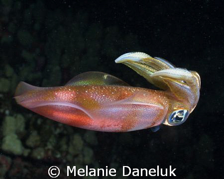 Jewel of the night. Big-fin reef squid. Followed this bea... by Melanie Daneluk 