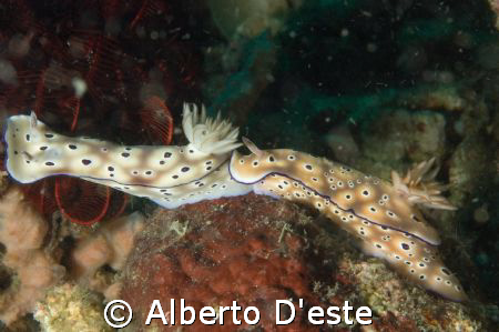 Two nudibranchia a search of the first to eat...
Nikon D... by Alberto D'este 