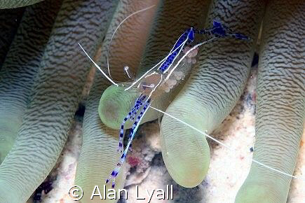 Pederson's cleaner shrimp - with clutch of eggs which app... by Alan Lyall 