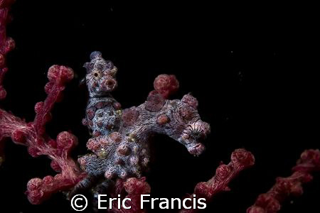 pigmy seahorse, canon 20D, EF100mm macro lens duel ikelit... by Eric Francis 