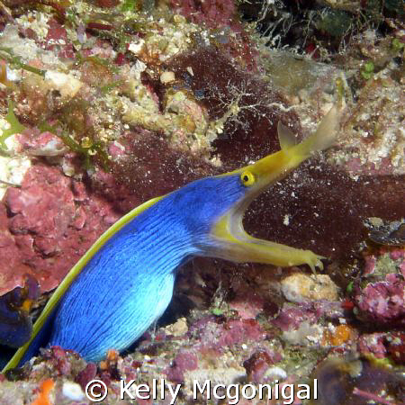 Blue Ribbon Eel. photo taken with Olympus C4000 and Ike D... by Kelly Mcgonigal 