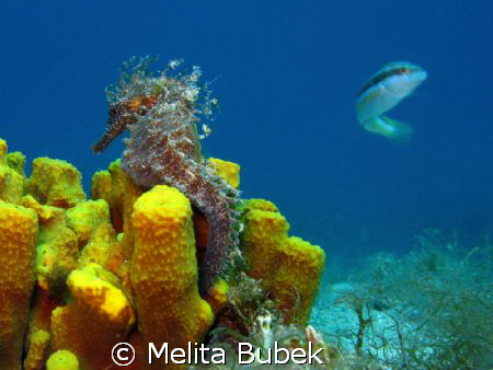 Seahorse on Selce Underwater-ambient / Canon G9 by Melita Bubek 