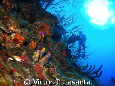 at the wall in v.j.levels dive site at parguera area, PUE... by Victor J. Lasanta 