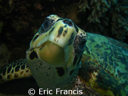 photogenic hawksbill.  Canon 960is ikelite housing and ds... by Eric Francis 