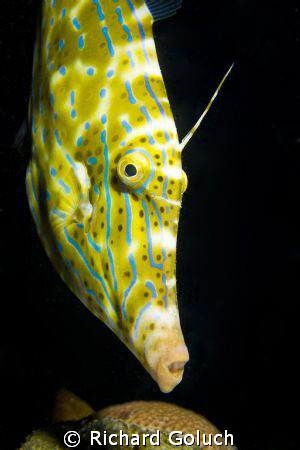 Scrawled Filefish -Bonaire night dive-Canon 5D 50 mm macro by Richard Goluch 