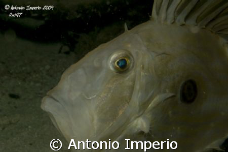 Pesce San Pietro by Antonio Imperio 