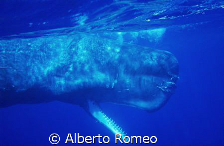 BIG SPERMWHALE ABOUT 18 METRES by Alberto Romeo 