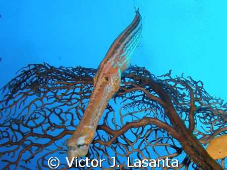 trumpetfish at efra wall dive site in parguera area ,PUER... by Victor J. Lasanta 