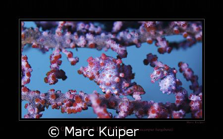 2 pygmy seahorses in lembeh strait. by Marc Kuiper 