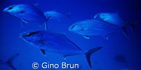 FISH...LOL by Gino Brun 