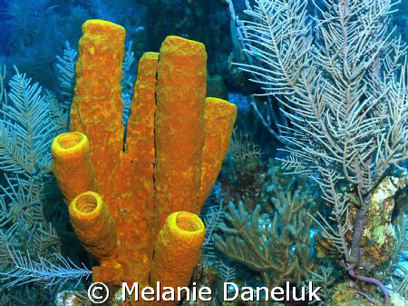 Cluster of Sponges, Grand Cayman (Aplysina Fistularis) by Melanie Daneluk 