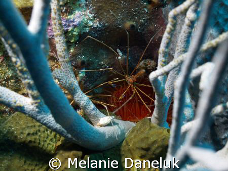 -------->
Arrow crab with anemone and sea rods by Melanie Daneluk 