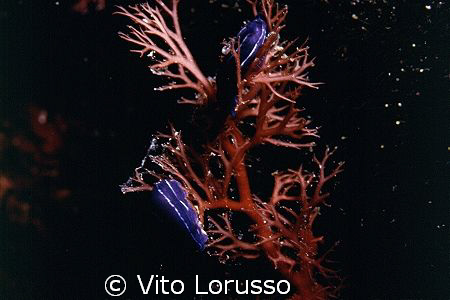 Nudibrancs - Hypselodoris orsinii by Vito Lorusso 