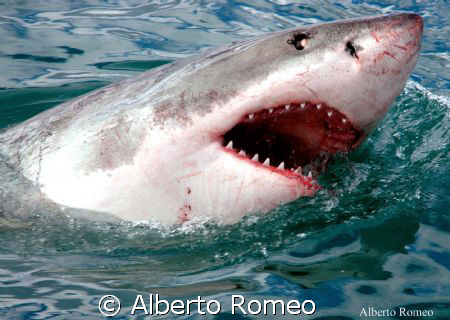 BIG WHITE SHARK by Alberto Romeo 