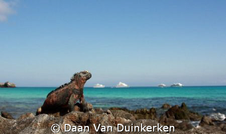 Marine Iguana basking in the sun by Daan Van Duinkerken 