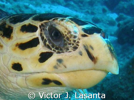 close-up of a hawksbillturtle at mermaid point dive site ... by Victor J. Lasanta 