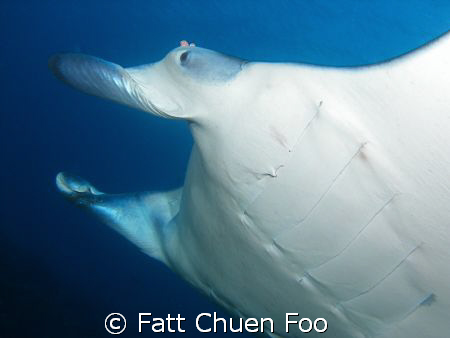 This Manta swam right past my lens by Fatt Chuen Foo 