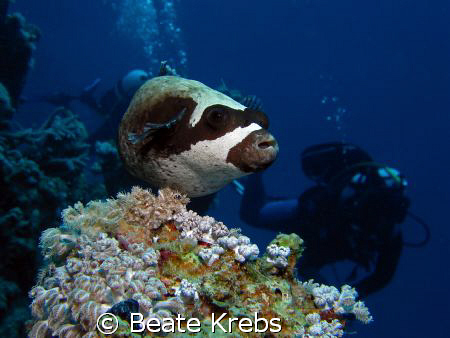 Puffer with Divers , Canon S70 with INON strobe Z240 by Beate Krebs 