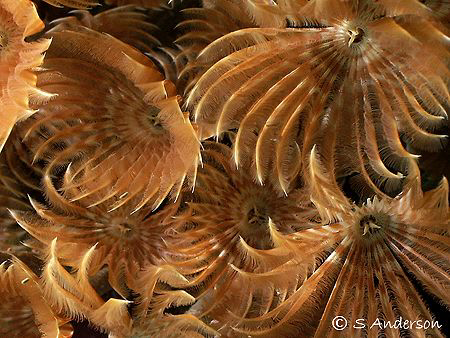 Feather Dusters on the Prince Albert which is sunk just b... by Steven Anderson 