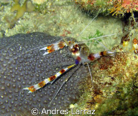 Gipsy shrimp by Andres Larraz 