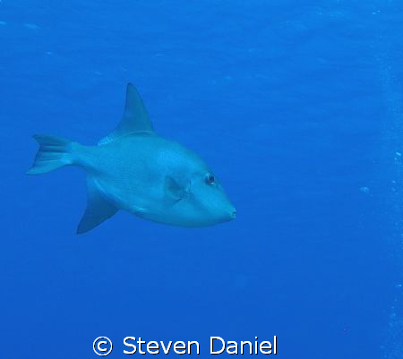 I believe this an Ocean Triggerfish by Steven Daniel 