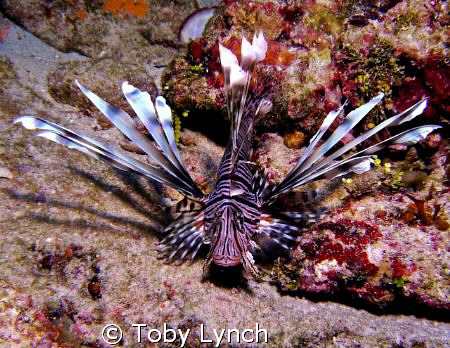 lionfish by Toby Lynch 
