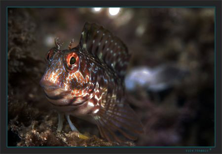 A Combtooth blenny (Parablennius incognitus ) by Sven Tramaux 